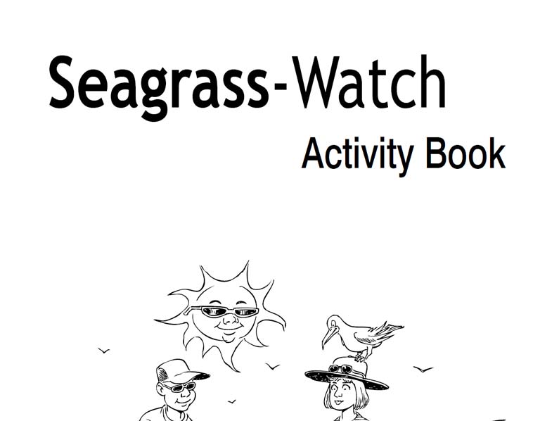 What does seagrass look like? - Big Blue Network