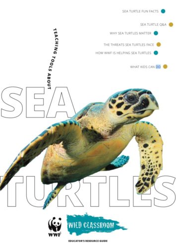 Threats to Sea turtles