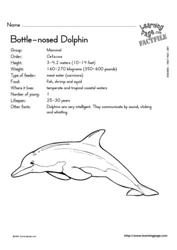 Marine animals coloring book ad factsheets