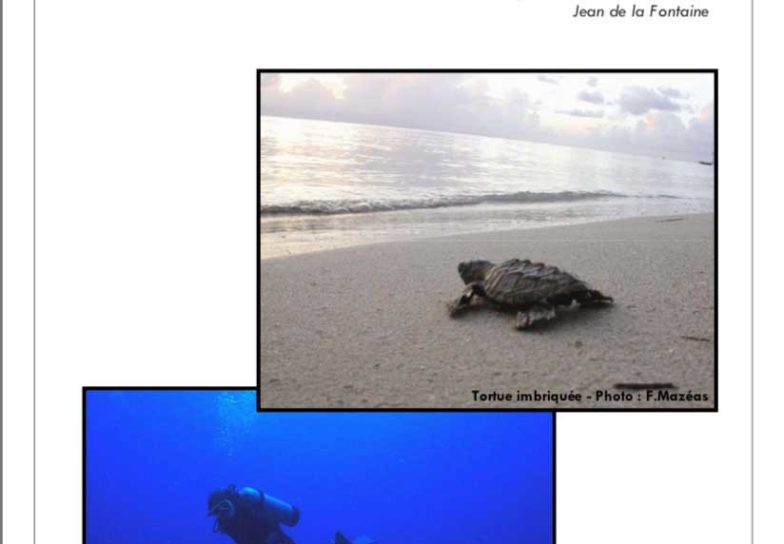 Tortues Guadeloupe