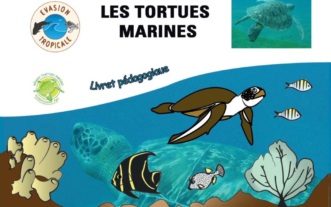 Les tortues marines