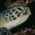 Logo du groupe Sea Turtles