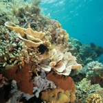 Logo du groupe Reef Protection / Restoration / Artificial
