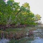 Logo du groupe Mangrove Protection and Restoration