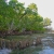 Group logo of Mangrove Protection and Restoration